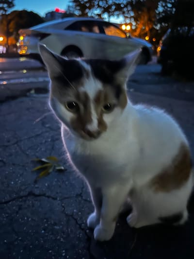 Cappuccino seara, afară, pe asfalt, lângă o mașină parcată.