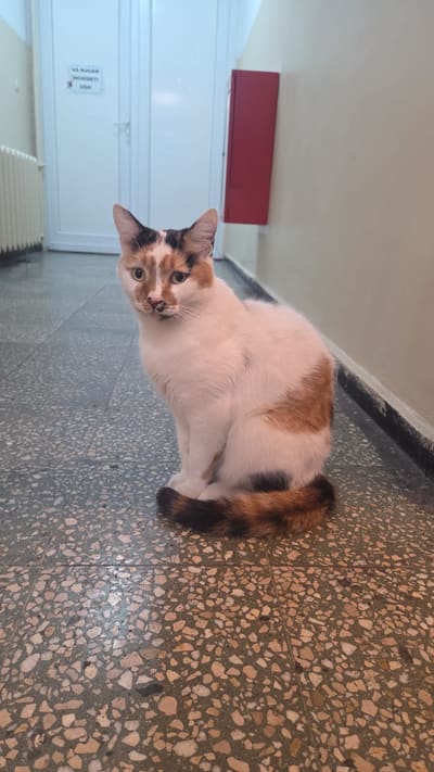 Cappuccino stă pe mozaicul de pe holul căminului și se uită spre cameră.